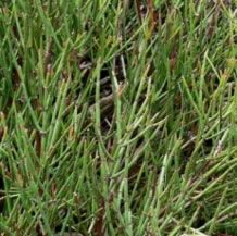 Ephedra Nevadensis - 5 gram | 225 zaden
